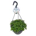 Afbeelding van HP27 o.kl. Lobelia Purple